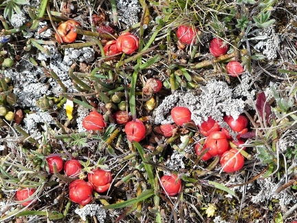 P1130966