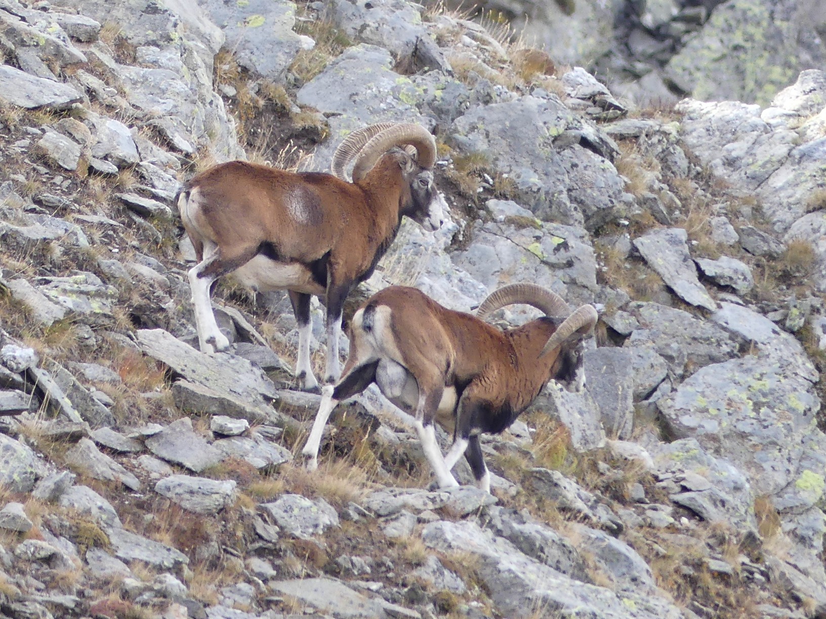 Traversée des Alpes à pied