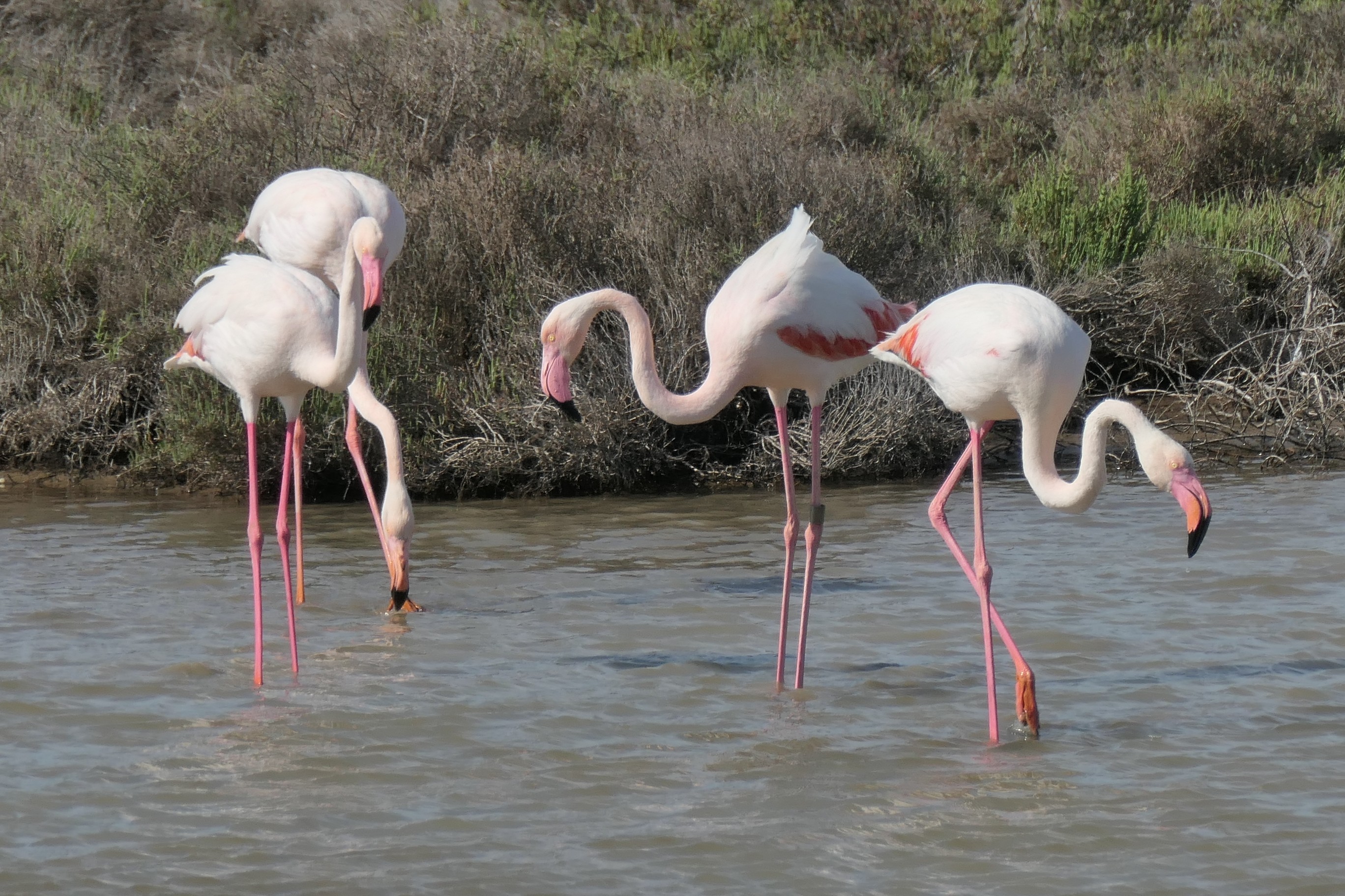 Nathalie Courtet. Camargue