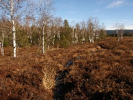 En bordure de le tourbière bombée, un paysage de grand nord.