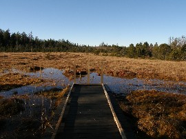 Tourbière vivante