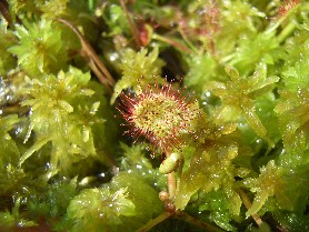 Plante carnivore : la Droséra ou Rossolis