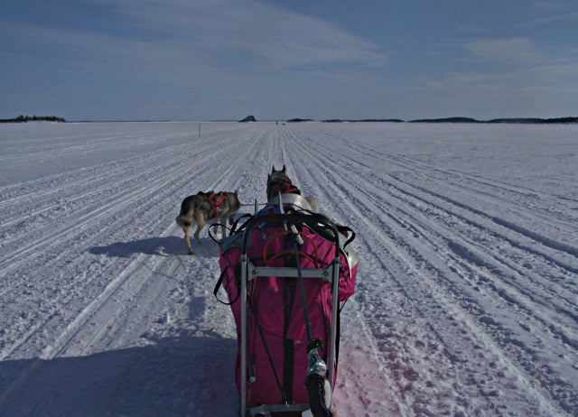 2013 - Dans le grand nord finlandais en ski-pulka-chien.