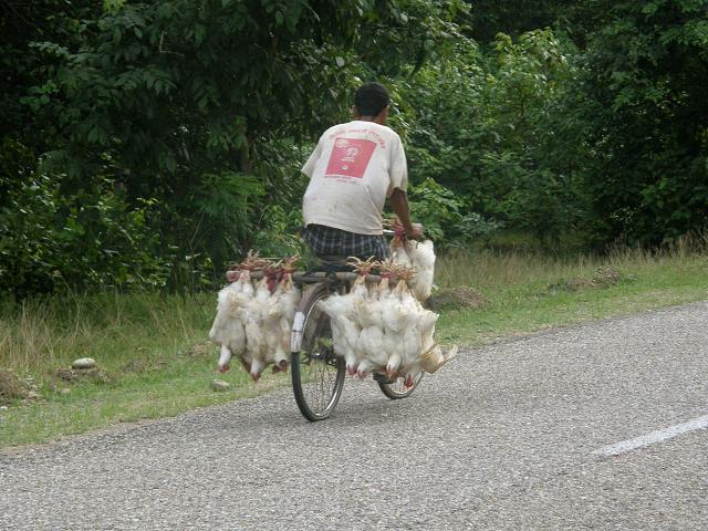 2009 - A vélo couché du Kazakhstan à l'Inde. Népal