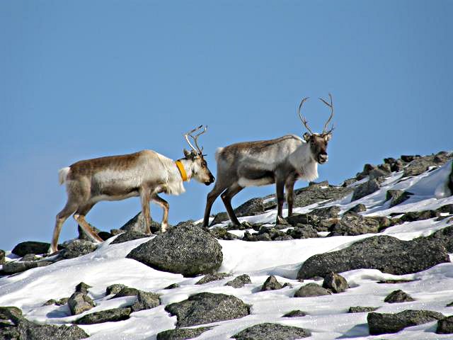 2010 - Dans le grand nord suèdois en ski-pulka-chien.