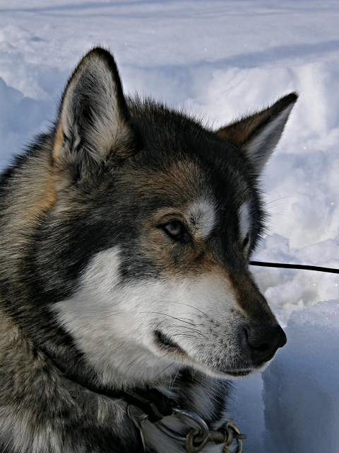 2010 - Dans le grand nord suèdois en ski-pulka-chien.