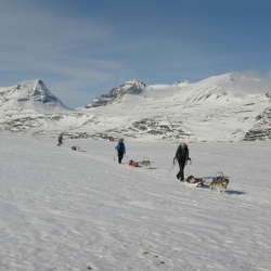 2010 Suède. Massif du Kebnekaise. Skis chiens pulkas