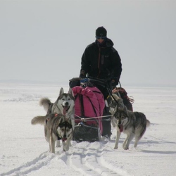 2013 Finlande. Skis chiens pulkas. 3 semaines d'autonomie.