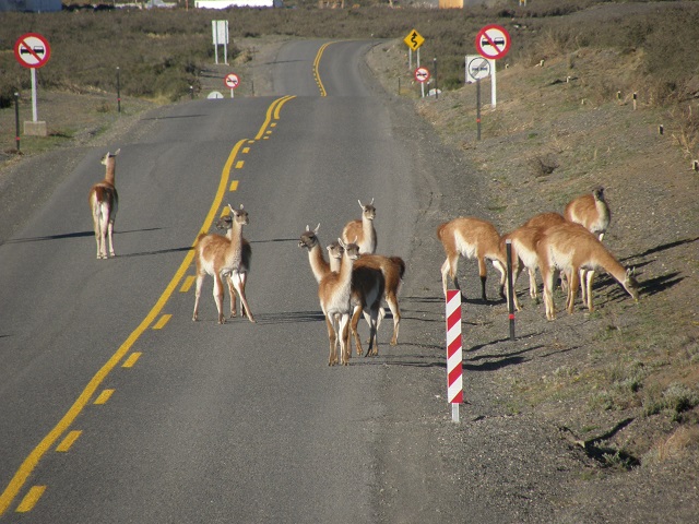 Patagonie à vélo. Argentine à vélo